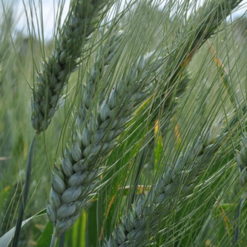 Stress abiotici: Aguademayo migliora le rese del grano